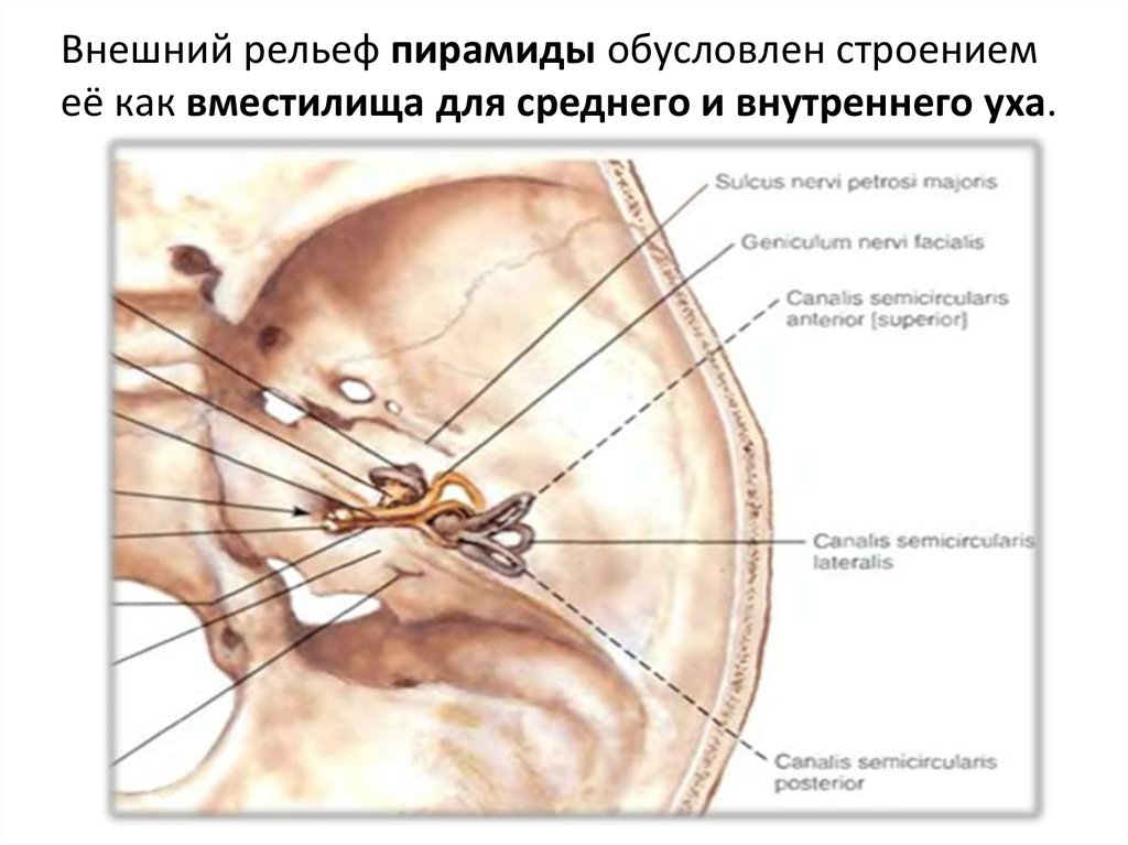 Рака как вместилище. Топический диагноз лицевой нерв. Клинический и анатомический Экватор.