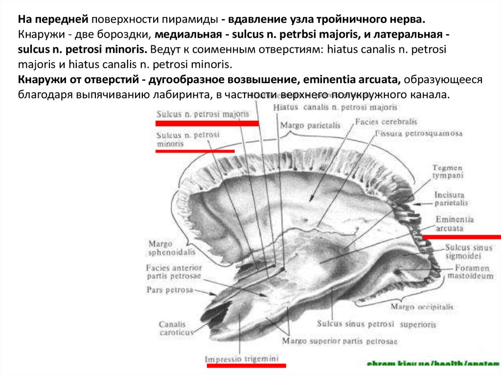 Расщелина канала малого каменистого нерва. Височная кость вдавление тройничного нерва. Височная кость тройничный узел. Вдавление узла тройничного нерва. Расщелина канала большого Каменистого нерва на черепе.