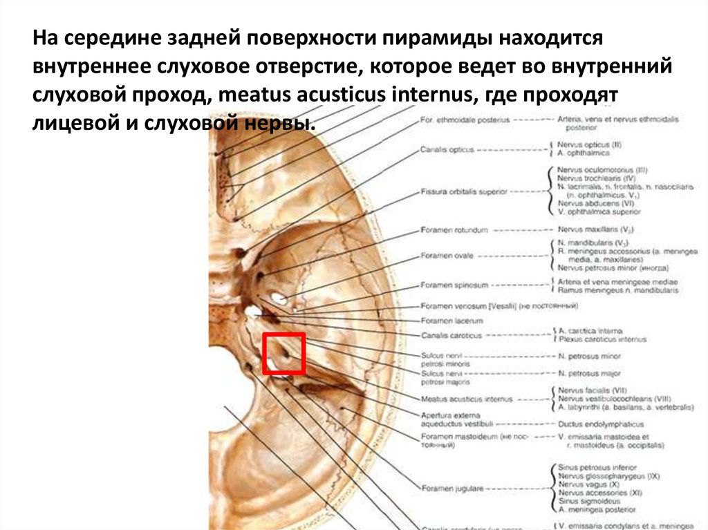 Внутреннее слуховое отверстие. Внутреннее слуховое отверстие и внутренний слуховой проход. Внутреннее слуховое отверстие анатомия. Лицевой нерв внутренний слуховой проход. Внутренний слуховой проход анатомия на череп.