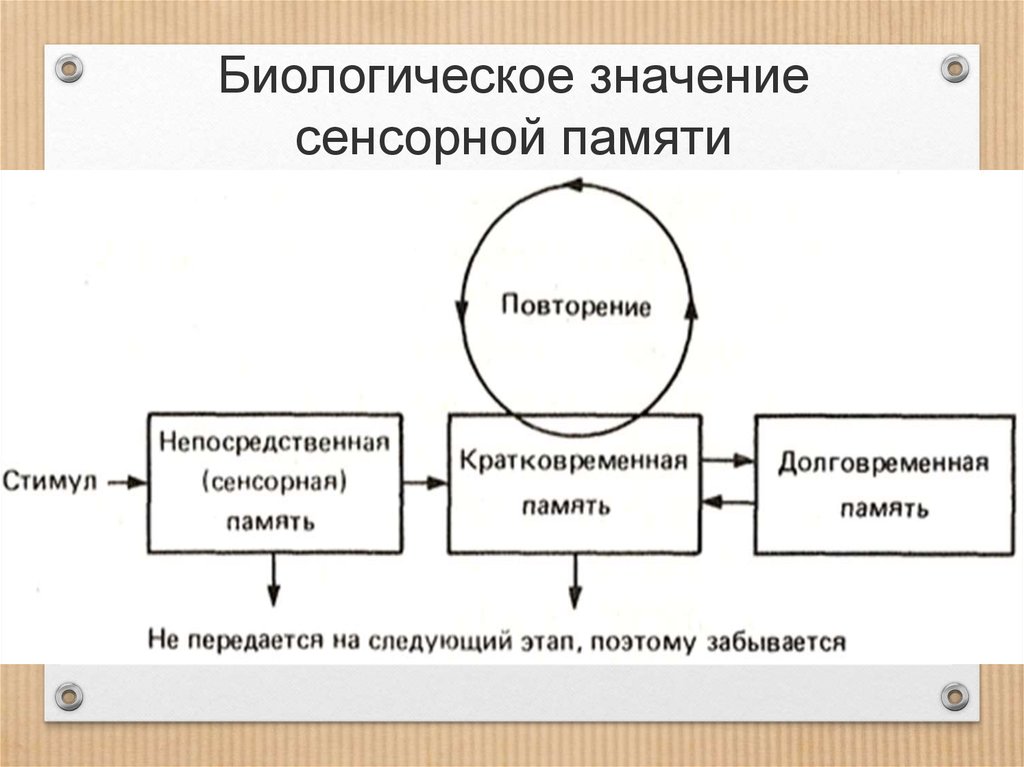 Память означает. Сенсорная кратковременная и долговременная память. Виды сенсорной памяти. Сенсорная память примеры. Виды памяти сенсорная кратковременная долговременная.