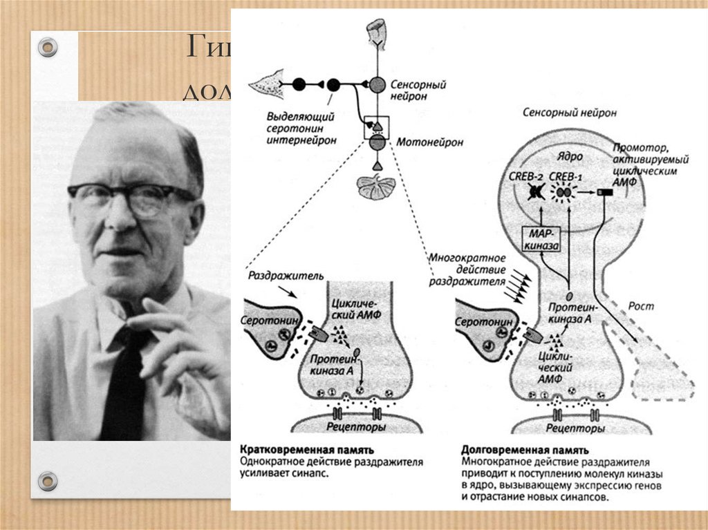 Механизмы памяти физиология презентация