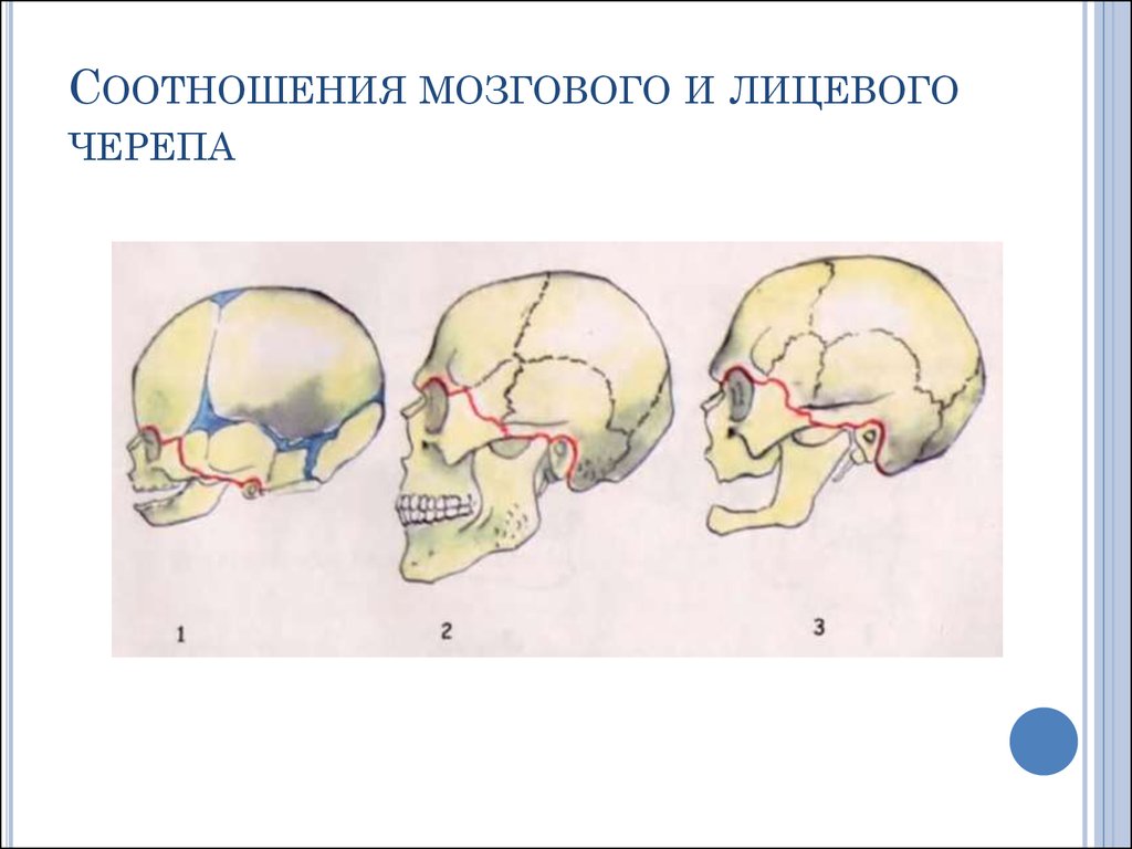 Мозговая лицевая часть черепа. Швы лицевого черепа. Череп граница мозговой и лицевой. Мозговой отдел черепа топографическая анатомия. Соотношение лицевого и мозгового черепа у детей.