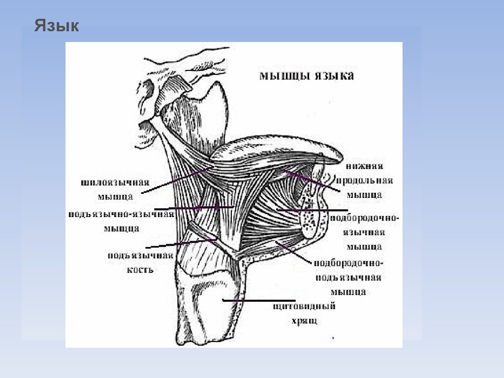 Мышцы языка