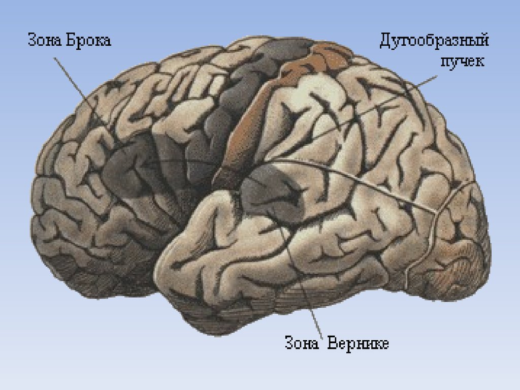 Зоны восприятия мозга. Мозг зоны Брока и Вернике. Речевые центры Брока и Вернике. Речевые центры. Зона Брока. Зона Вернике. Речевые зоны Брока и Вернике располагаются.