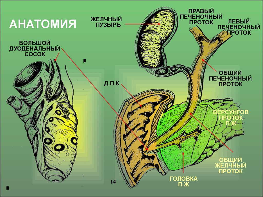 Желчный пузырь схема. Желчный пузырь и протоки анатомия. Головка желчного пузыря анатомия. Желчный пузырь анатомия латынь. Желчный пузырь с протоками анатомия.