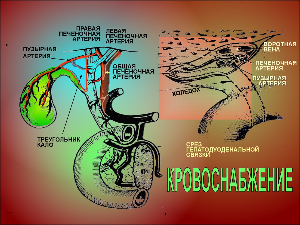 Треугольник кало схема