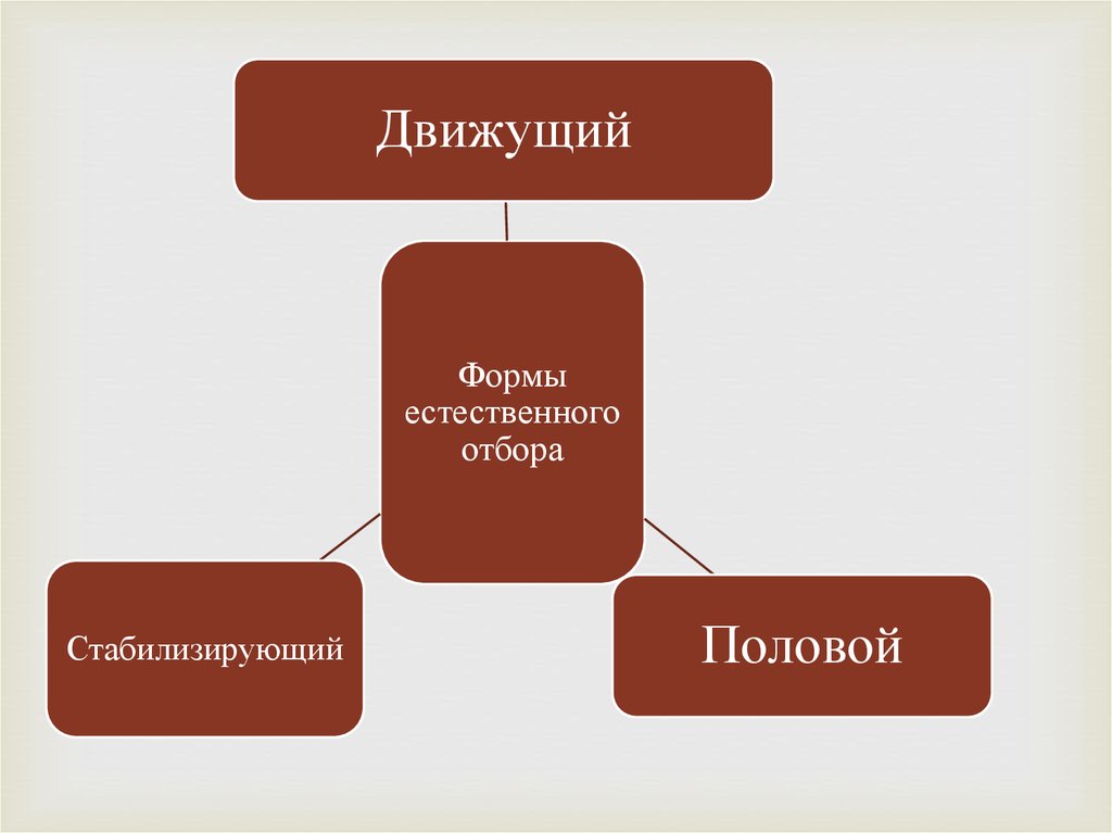 Естественная форма. Расщепляющая форма отбора. Движущий 2) стабилизирующи.