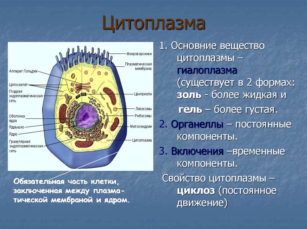 В какой клетке находится цитоплазма. Структура цитоплазмы клетки. Органоид ядро цитоплазма клеточная мембрана функция. Строение клетки мембрана цитоплазма органоиды ядро.