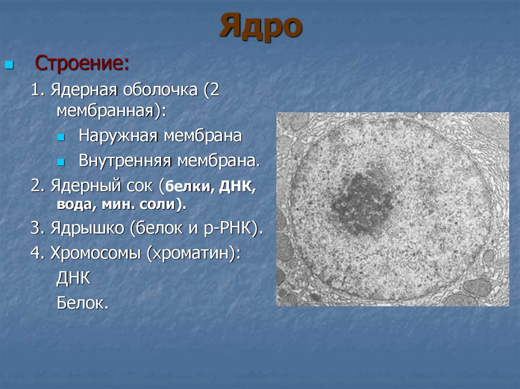 Ядро мембрана ядерный сок хроматин. Строение ядра. Строение ядерного сока. Ядро ядрышко хроматин ядерный сок.