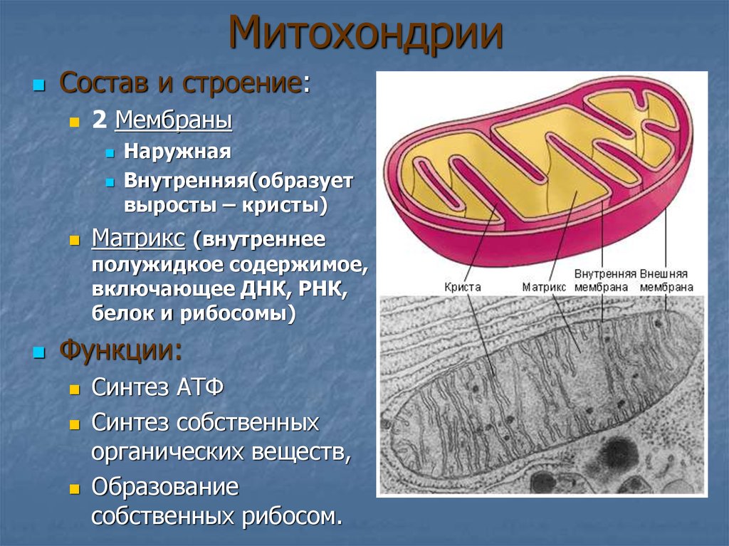 Строение ядра митохондрии