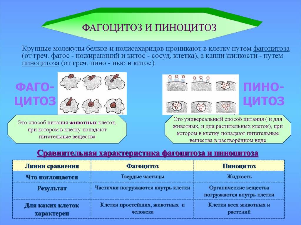 Вы точно человек?