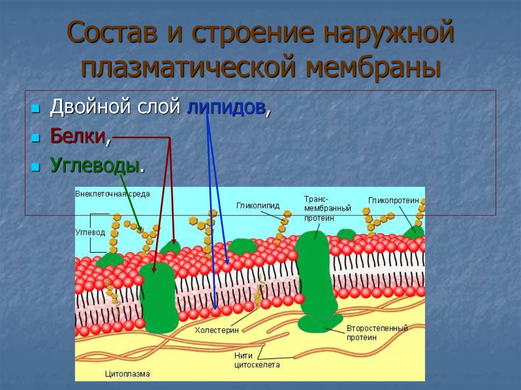 Наружная и внутренняя мембрана клетки. Плазматическая мембрана плазмалемма. Схема строения мембраны животной клетки. Плазма мембрана строение. Структура клетки плазматическая мембрана.
