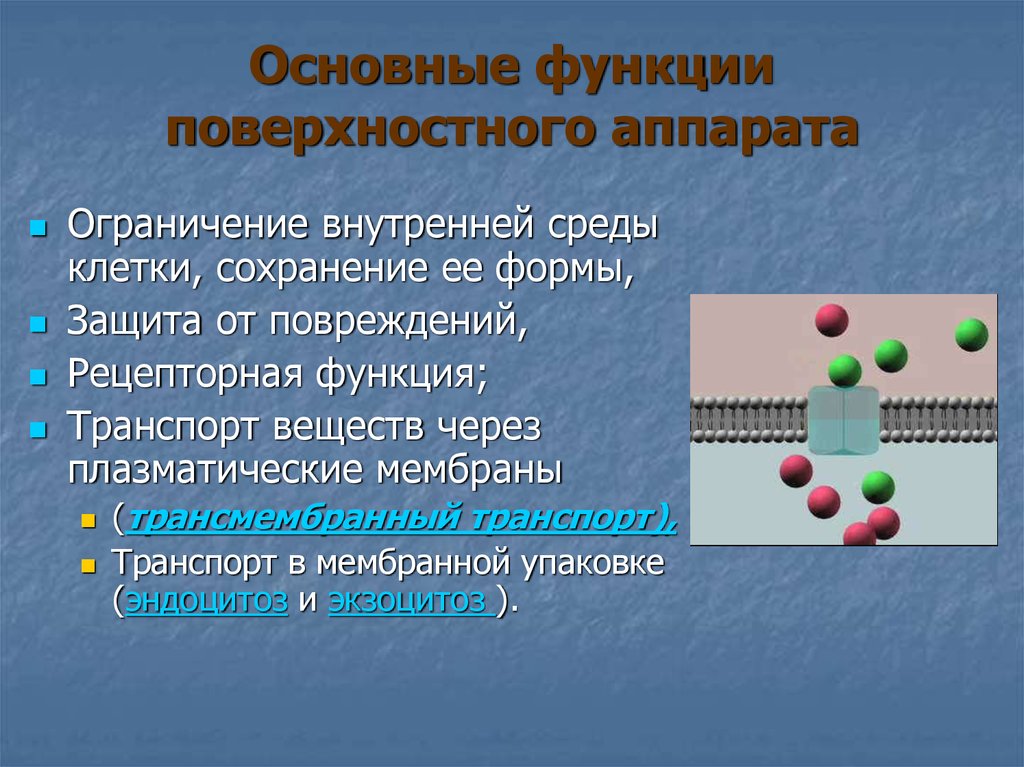 Функция транспорт веществ клетки. Поверхностный аппарат ядра строение и функции. Функции поверхностного аппарата. Функция поверхностного аппарата ядра. Структура поверхностного аппарата ядра.