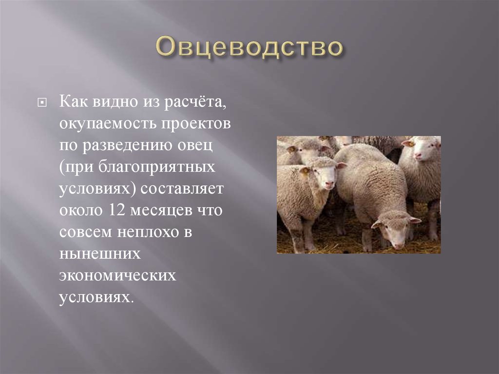 Овца 8. Условия развития овцеводства. Условия овцеводства в России. Специфика овцеводства. Характеристика овцеводства.