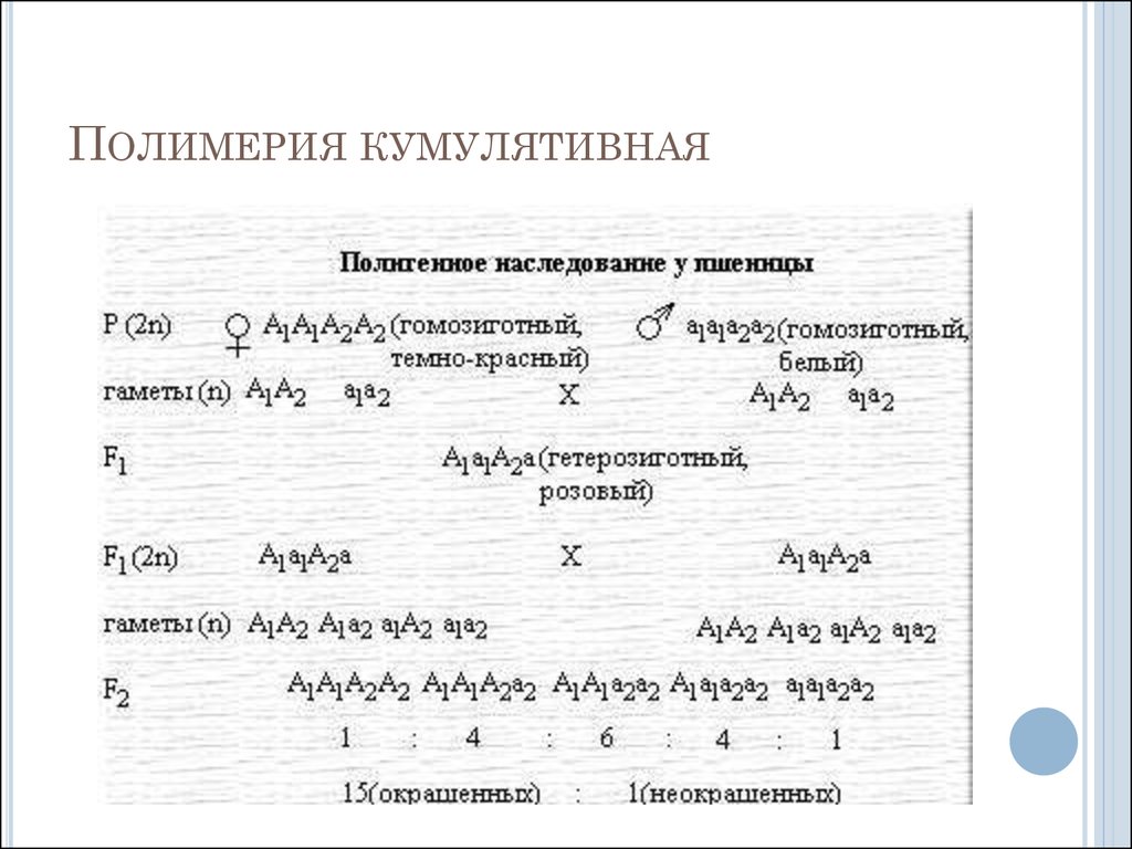 Полимерия это. Полимерия формулы расщеплений. Расщепление при кумулятивной полимерии. Кумулятивная Полимерия схема. Не кумулятивная Полимерия.