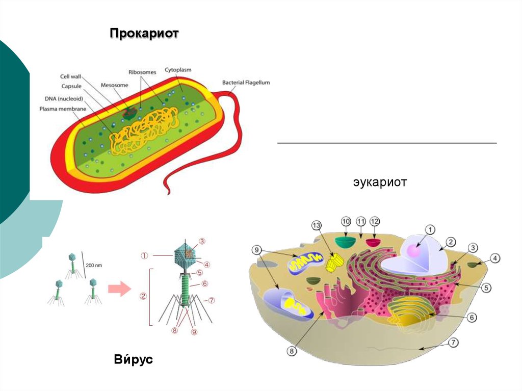 Вирусы эукариоты. Сравнение прокариот и эукариот рисунок. Строение эукариот и прокариот рисунок. Прокариоты и эукариоты. Вакуоли у прокариот.