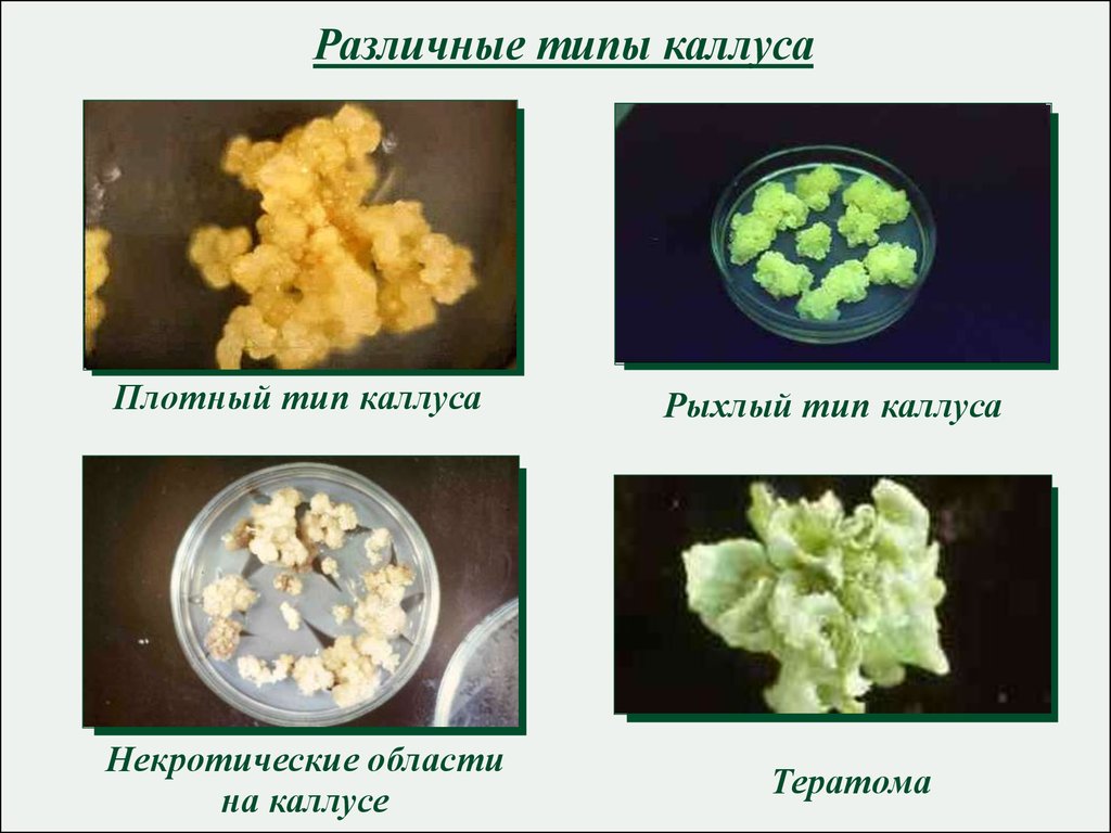 Каллусная ткань презентация