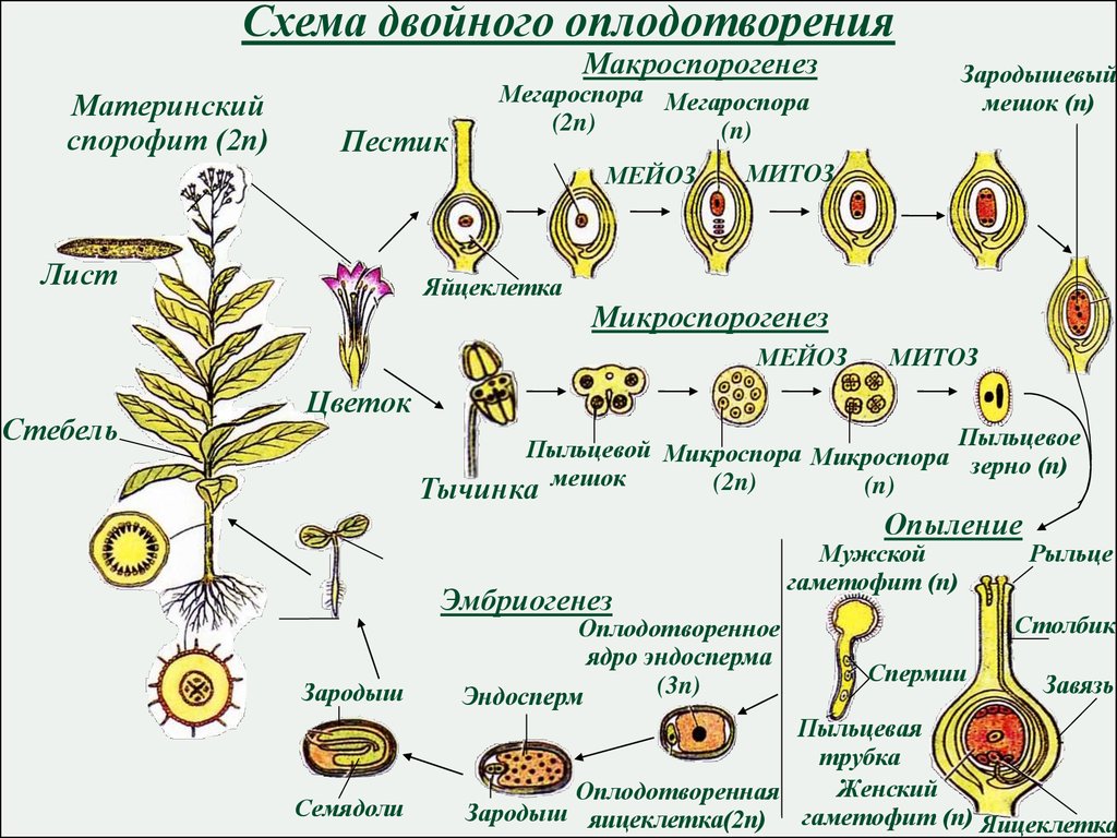 Схема размножения покрытосеменных