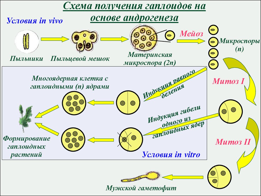 Деление тетраплоидной клетки. Митоз микроспоры. Гаплоидная микроспора. Гаплоиды растений in vitro. Получение удвоенных гаплоидов.