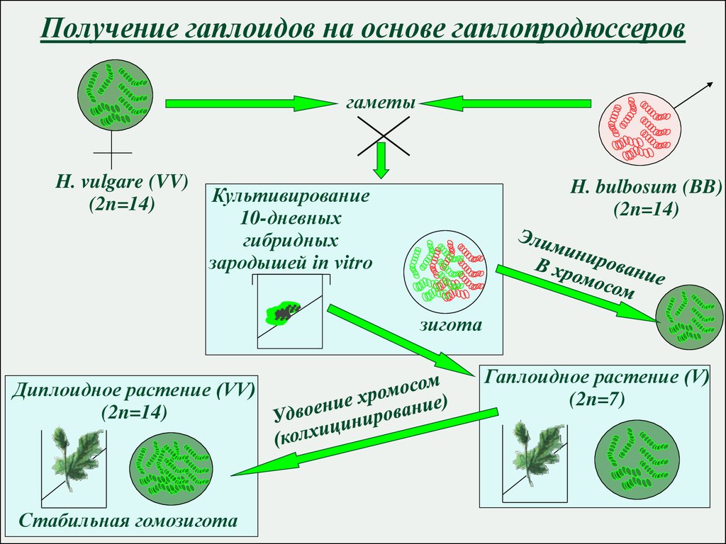 Гаплоидные клетки растений. Высшие растения in vivo и in vitro клеточные культуры растений. Получение гаплоидных растений. Культуры гаплоидных клеток. Тканевая биотехнология растений.