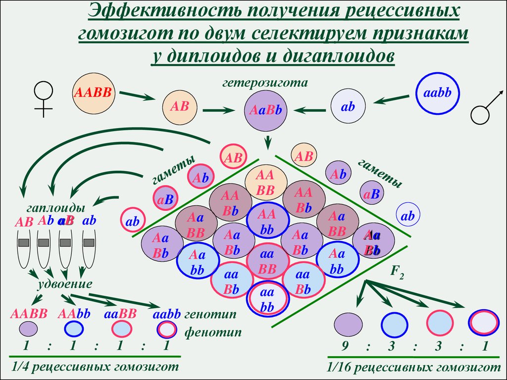 Записать гомозиготный рецессивный организм