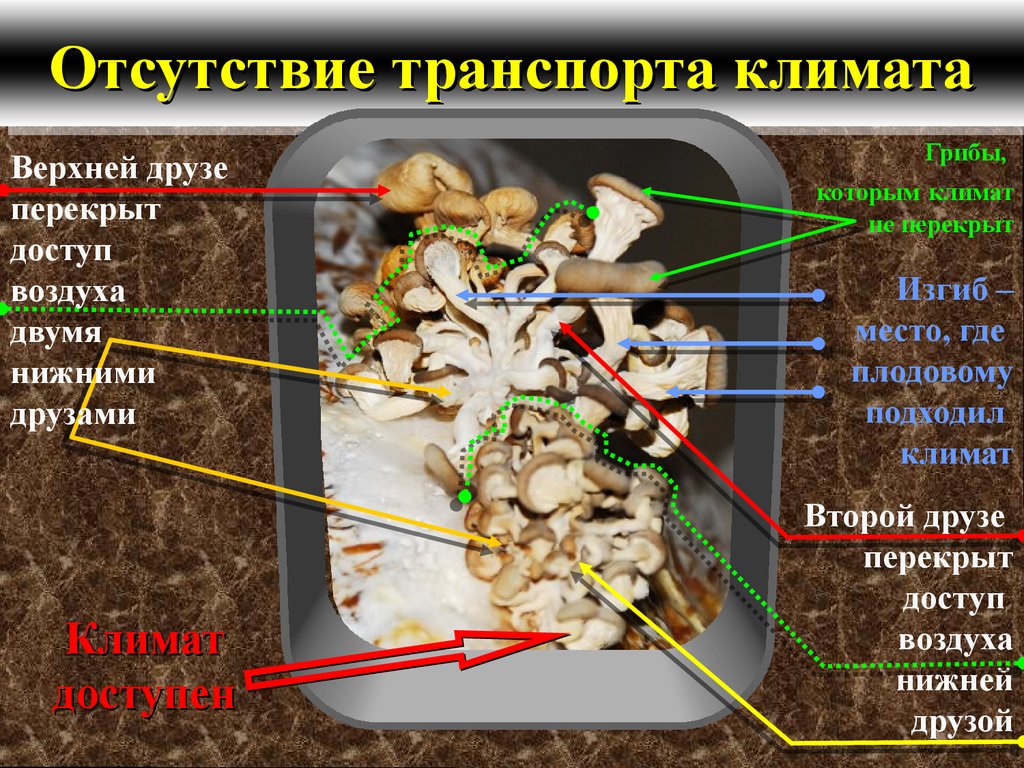 Тело грибов состоит из многочисленных. Грибы в человеческом организме. Фото разложения организмов грибами.