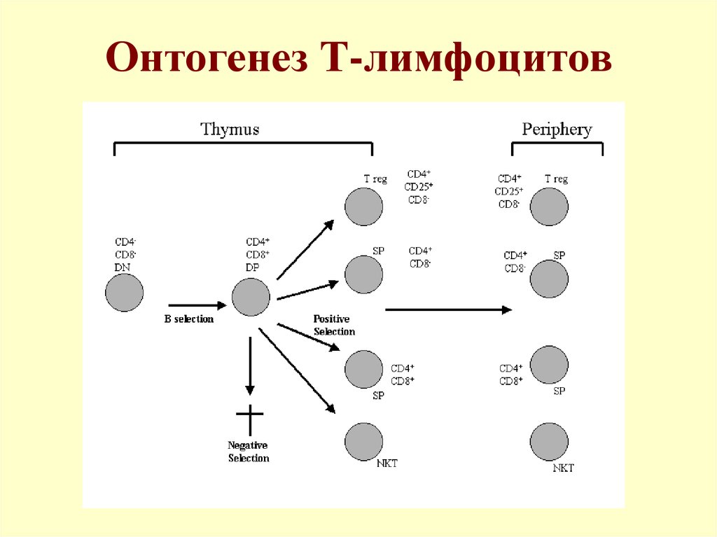 Онтогенез лимфоцитов схема