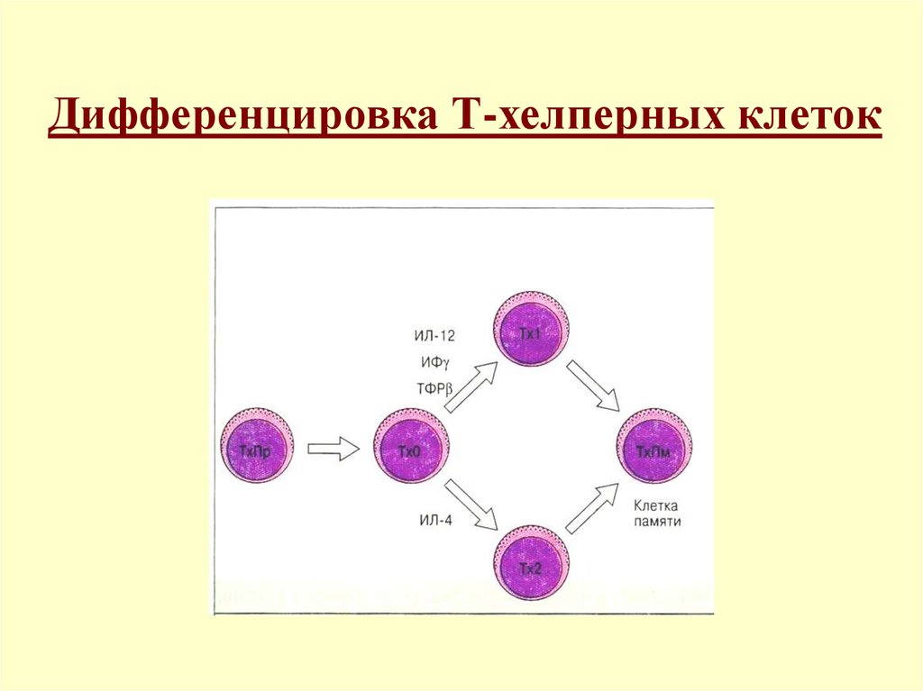 Схема дифференцировки т лимфоцитов