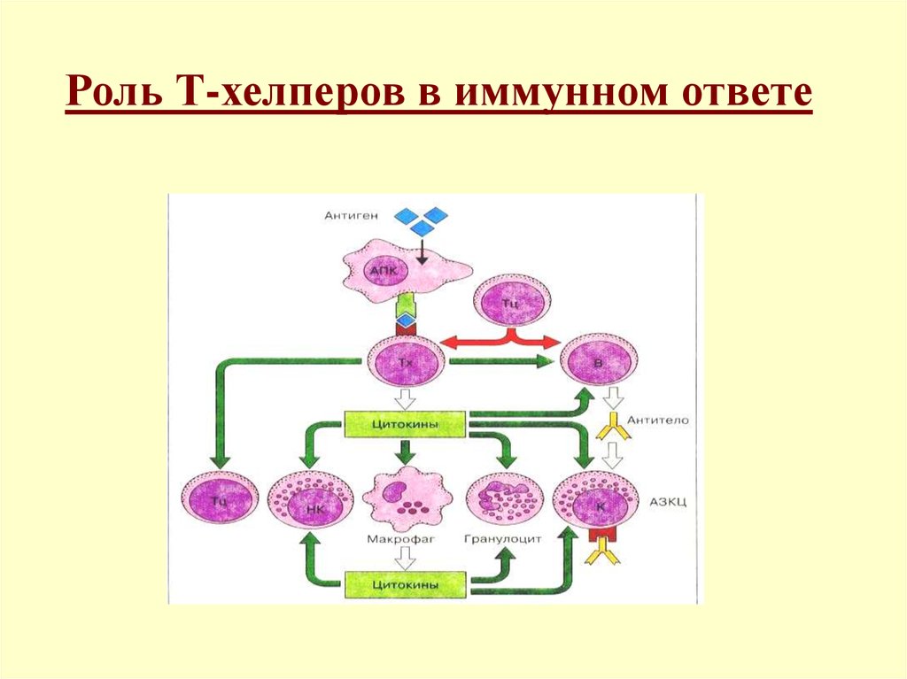 Роль т. Функции т хелперов иммунология. Т1 хелперы функции. Роль т – лимфоцитов – хелперов 1 типа.. Основные функции т-хелперов:.