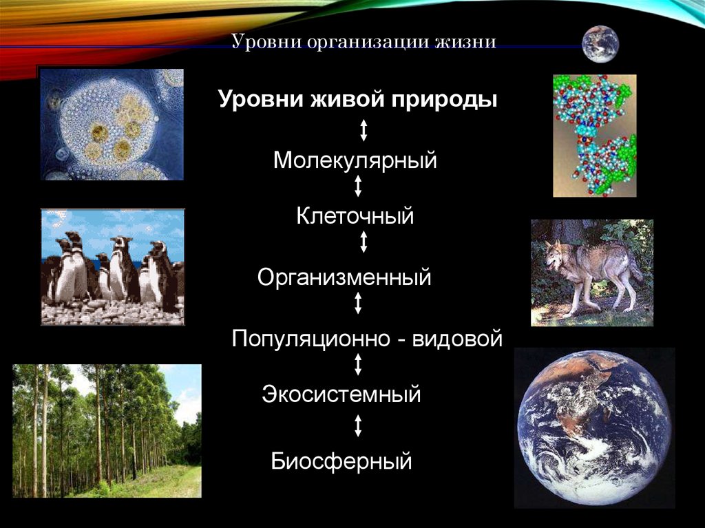 Организация жизни. Биосферный уровень организации живой природы. Уровни организации живой природы Экосистемный. Биосферный уровень организации жизни процессы. Популяционно- видовой, биосферный уровни.