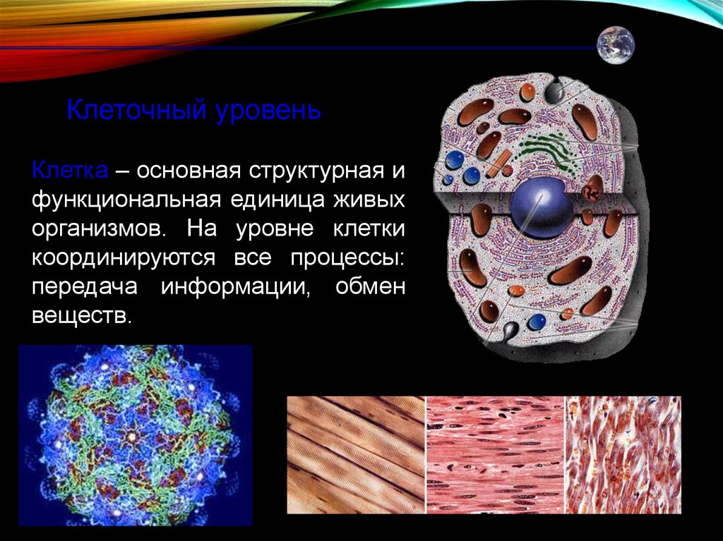 Тесты клеточный уровень. Клеточный уровень. Основные процессы клеточного уровня. Клеточный уровень организации. Клеточный уровень примеры.