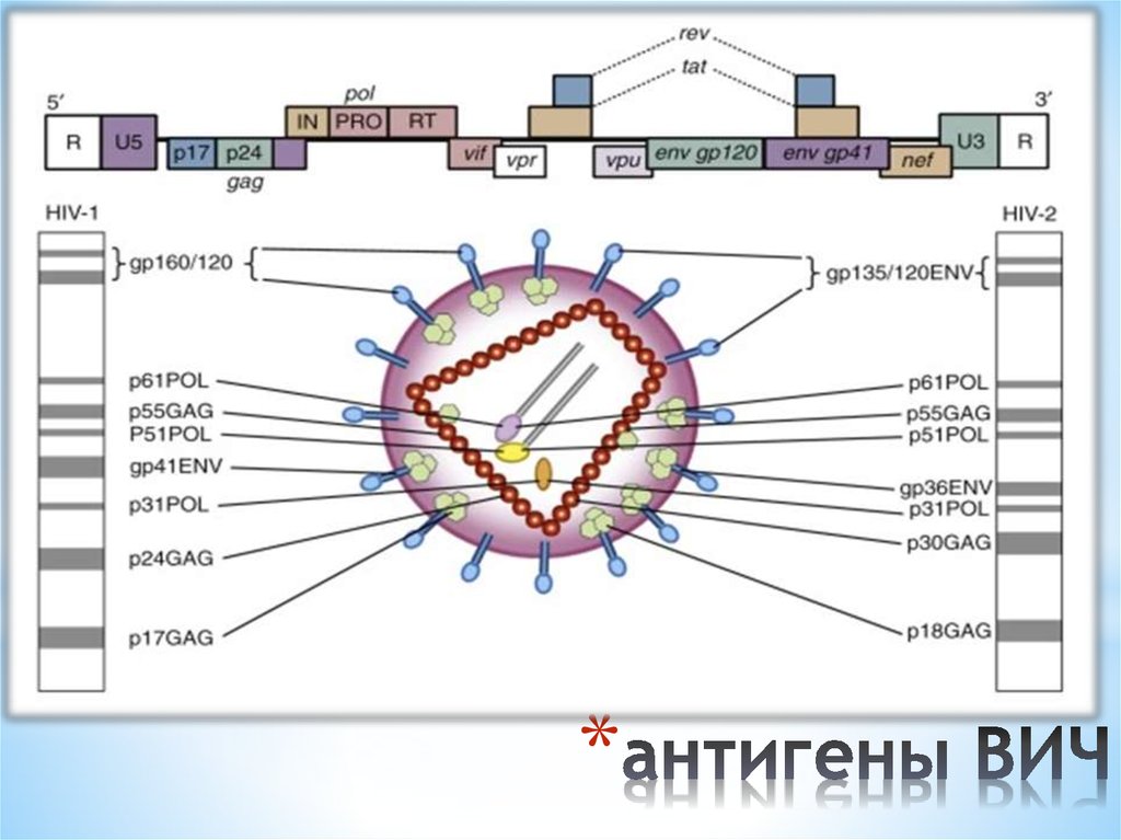 Антигены вируса иммунодефицита человека