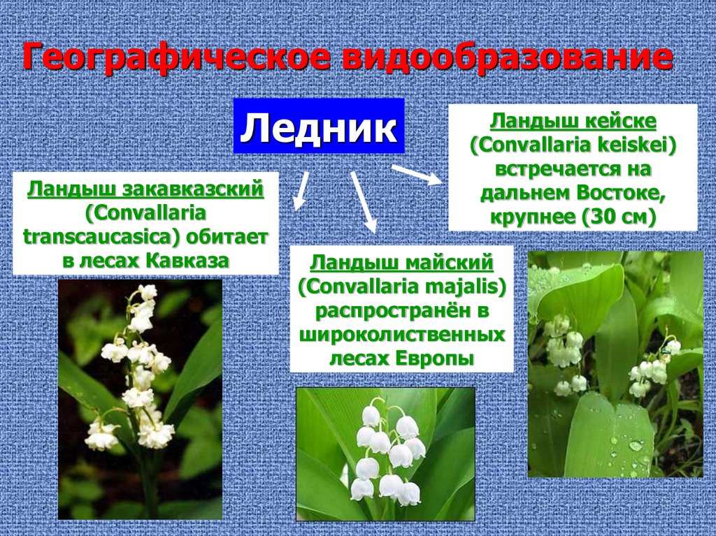 Презентация по биологии видообразование презентация