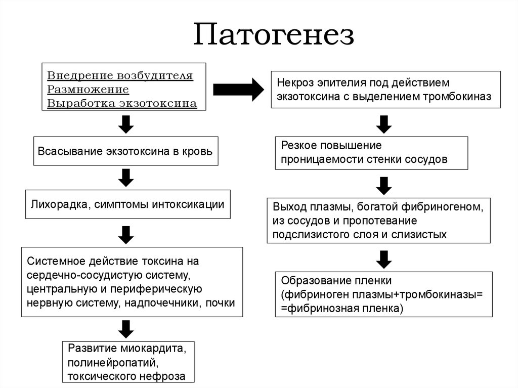 Схема диагностики дифтерии