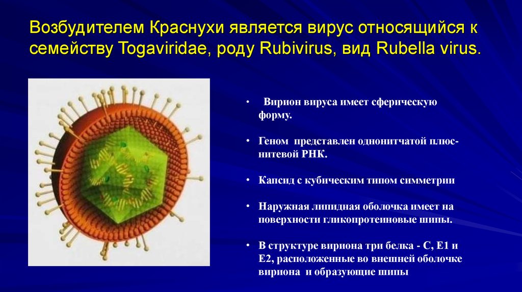Вирусы относятся к форме жизни. Краснуха семейству Togaviridae, роду Rubivirus. Rubella virus - вирус краснухи. Тогавирусы (Togaviridae). Структура вириона краснухи.