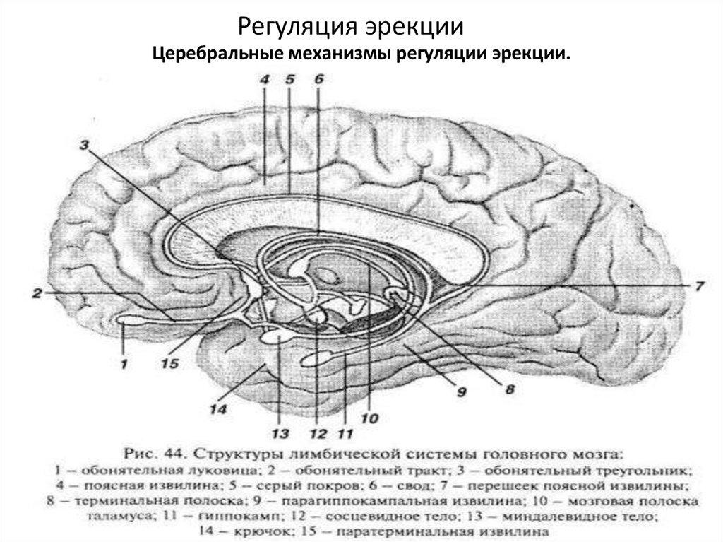 Обонятельный мозг схема