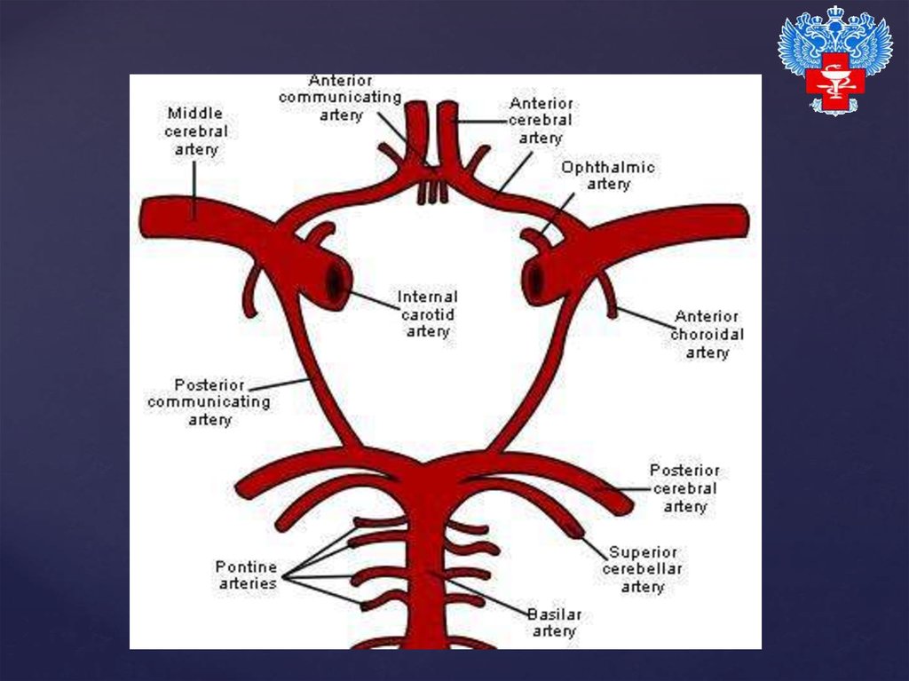 Кровоснабжение головного мозга. Бассейны кровоснабжения головного мозга. Каротидный синус анатомия. Кровоснабжение головного мозга схема бассейнов. Кровообращение головного мозга травы