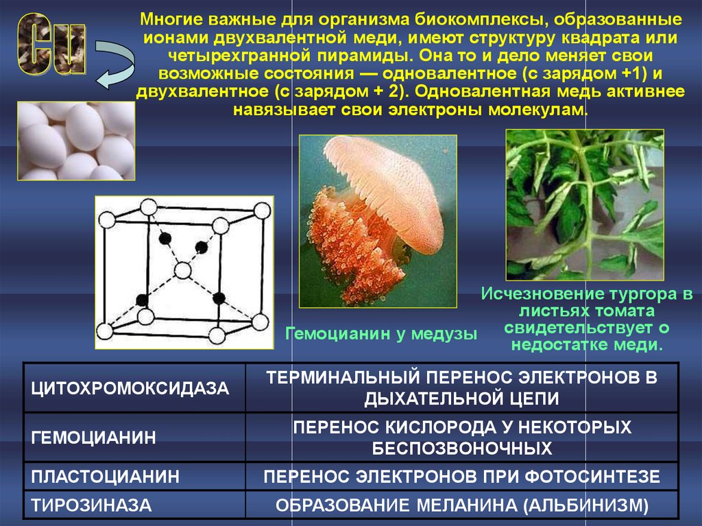 Двухвалентные металлы. Биокомплексы в организме. Металлы в живых организмах. Ионы меди для организма человека. Cu медь в живых организмах.