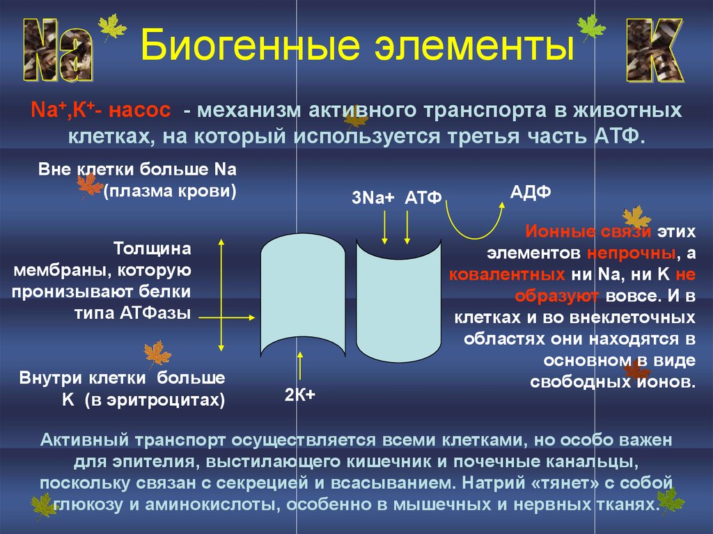 Биогенные элементы. Значение биогенных элементов. Биогенные элементы в организме человека. Биогенные элементы презентация.