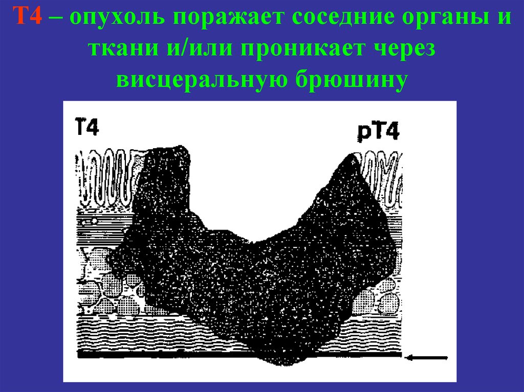 Смежные органы Смежные органы