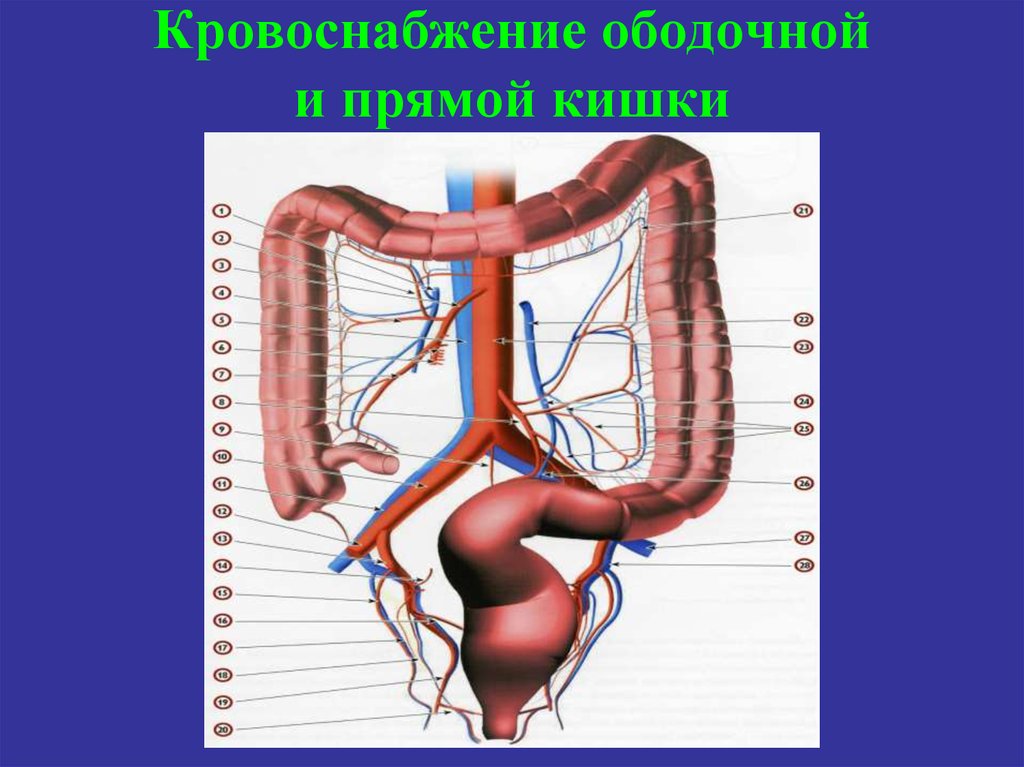 Схема кровоснабжение кишечника