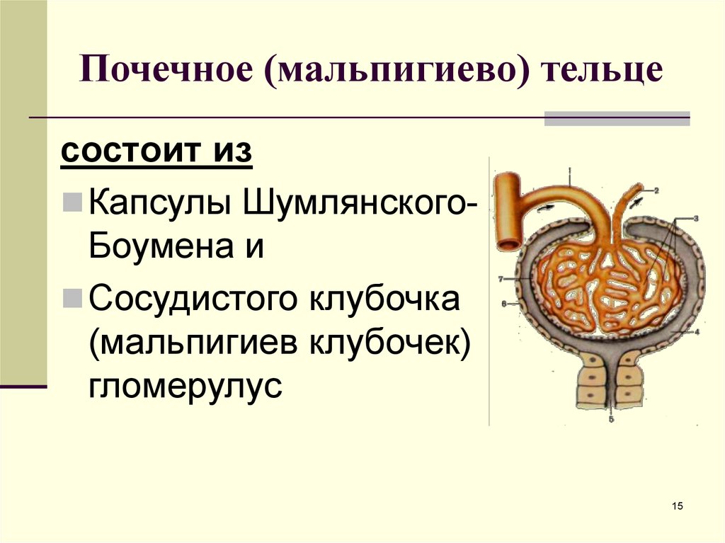 Нефрон капсула боумена