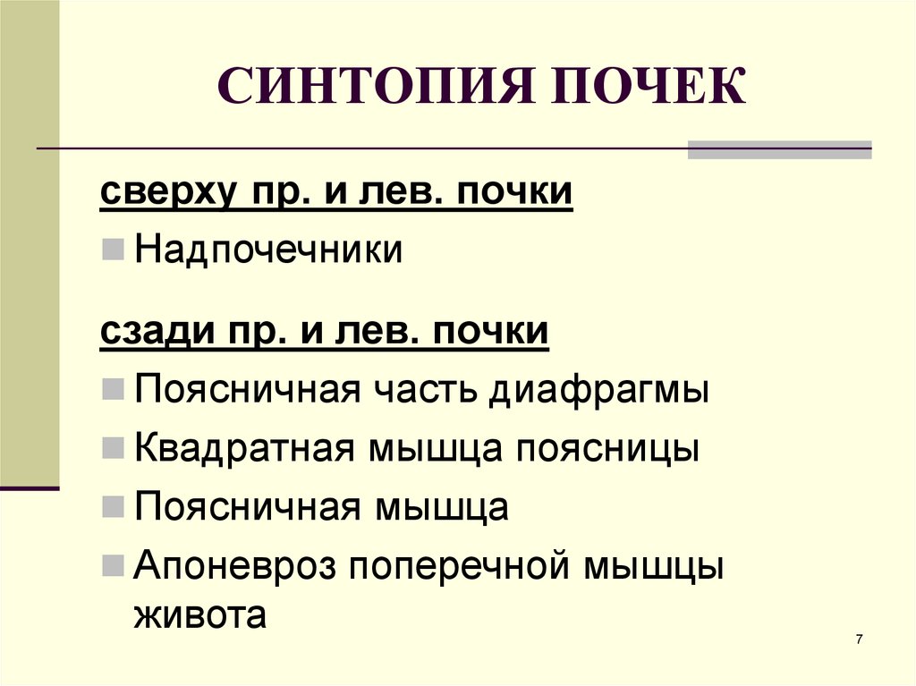 Скелетотопия почек. Синтопия почек. Синтопия почек вид сзади. Синтопия почек анатомия. Синтопия передней поверхности правой почки.