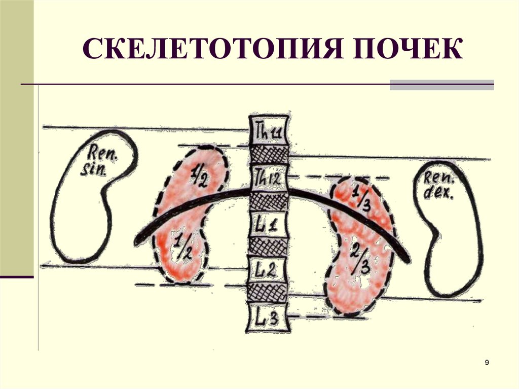 Почки схема расположения