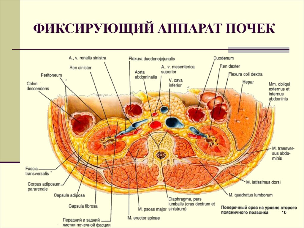 Забрюшинное пространство схема