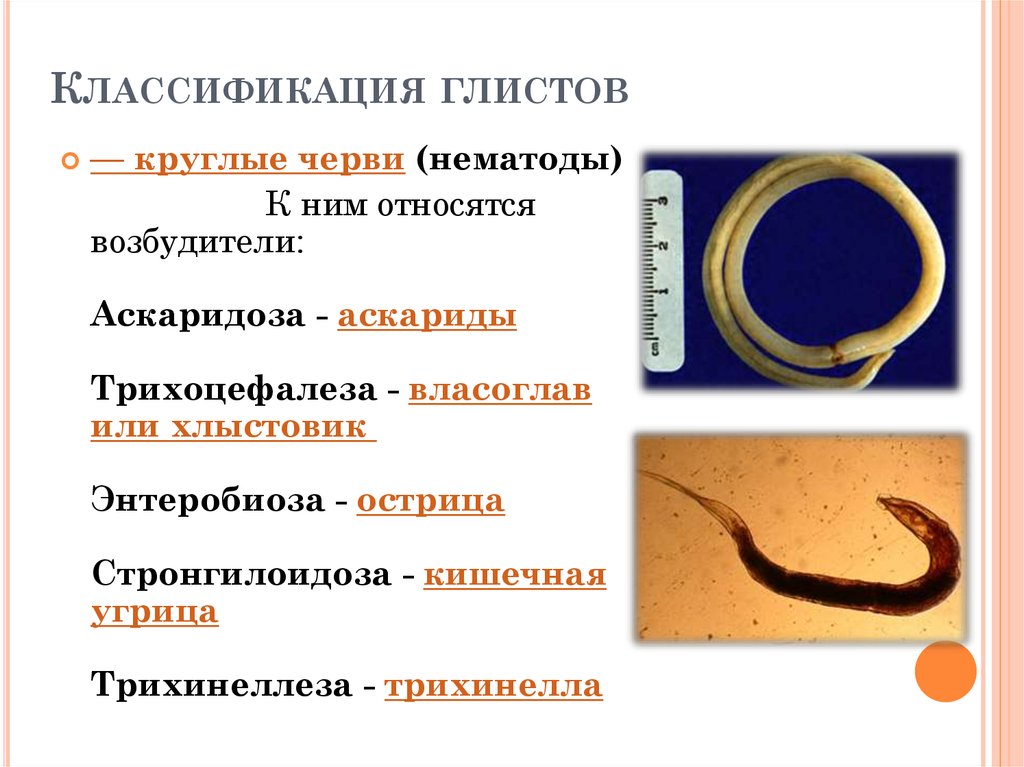 Группа черви признаки группы. Глисты аскариды нематоды. Гельминтоз энтеробиоз аскаридоз. Круглые черви паразиты Острица.
