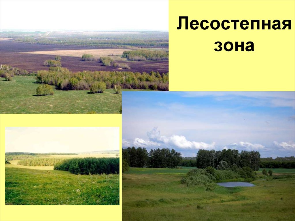 Лесостепи и степи отличаются богатством биологических ресурсов. Растения лесостепной зоны Челябинской области. Степи и лесостепи Евразии. Суббореальные семигумидные (лесостепные) ландшафты. Лесостепная зона климат Челябинская область.