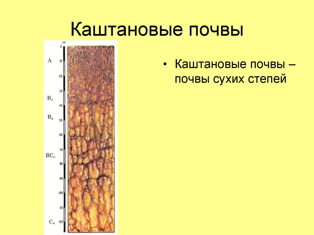 Каштановые почвы схема