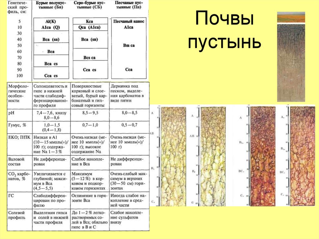 Бурые природная зона. Бурые Лесные почвы почвенный профиль таблица. Бурые полупустынные почвы таблица. Почвы пустыни в России таблица. Почвенный профиль бурые почвы полупустынь.