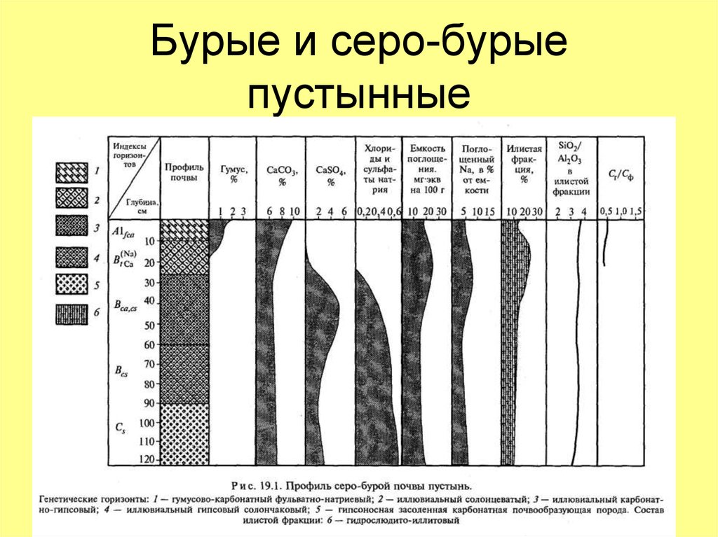 Серо бурые почвы. Серо-бурые пустынные почвы профиль. Серо бурые почвенный профиль. Серо-бурые пустынные почвы характеристика. Почвенный профиль серо бурых пустынных почв.